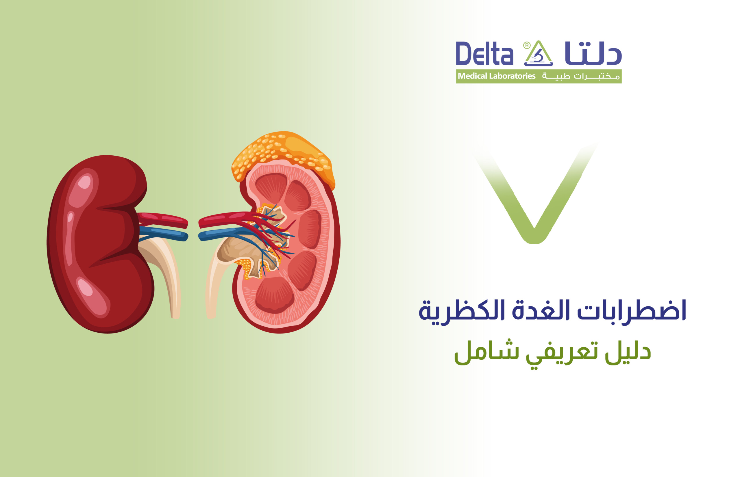 أين توجد الغدة الكظرية وما هي اضطرابات الغدة الكظرية