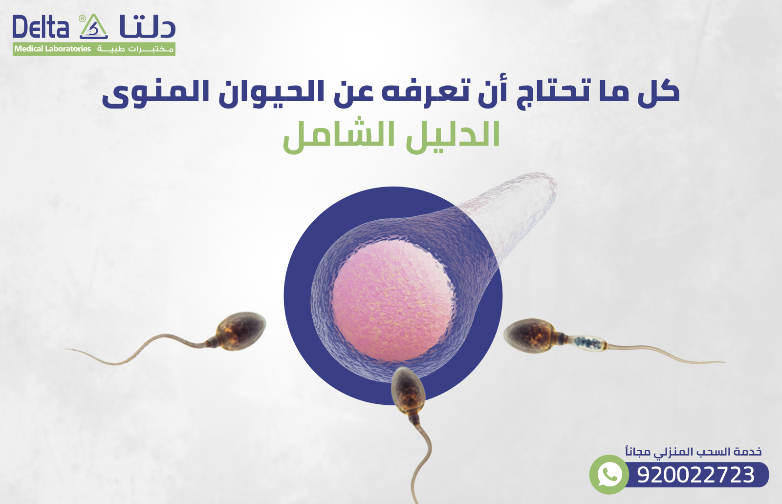 كل ما تحتاج أن تعرفه عن الحيوان المنوى: الدليل الشامل