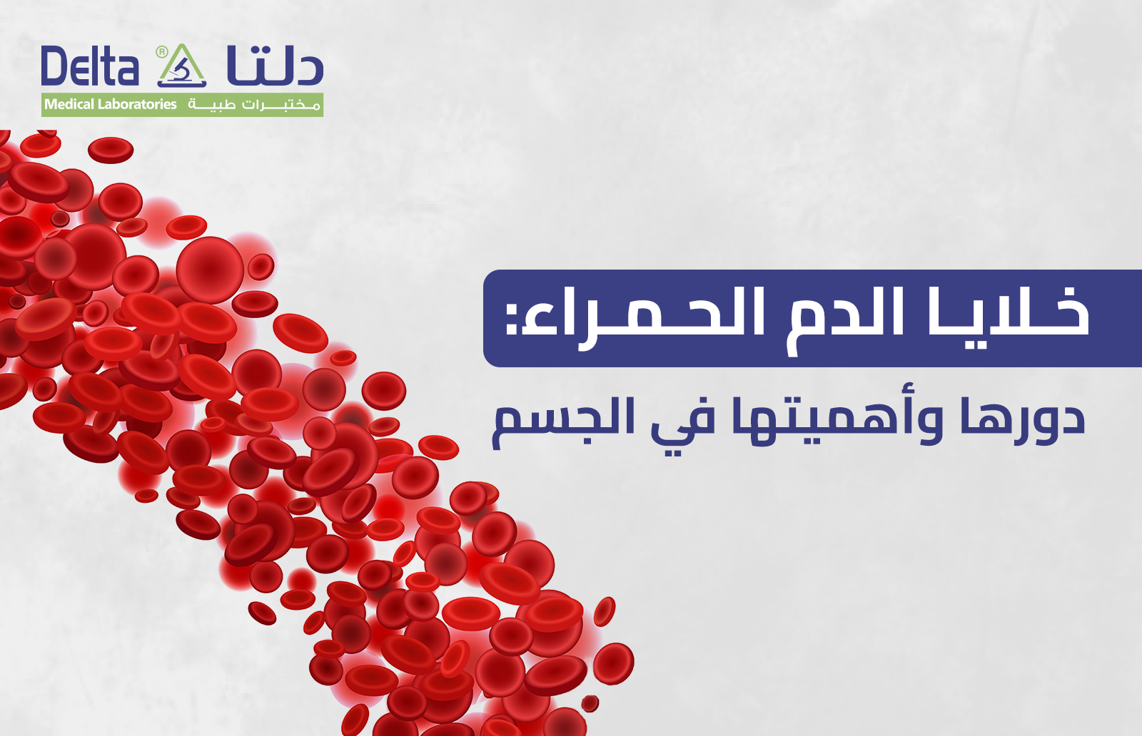 خلايا الدم الحمراء: دورها وأهميتها في الجسم