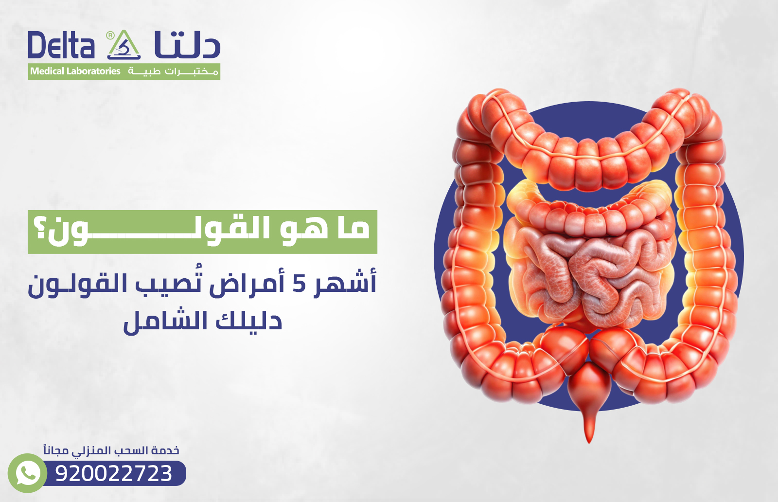 ما هو القولون؟ أشهر 5 أمراض تُصيب القولون: دليلك الشامل 