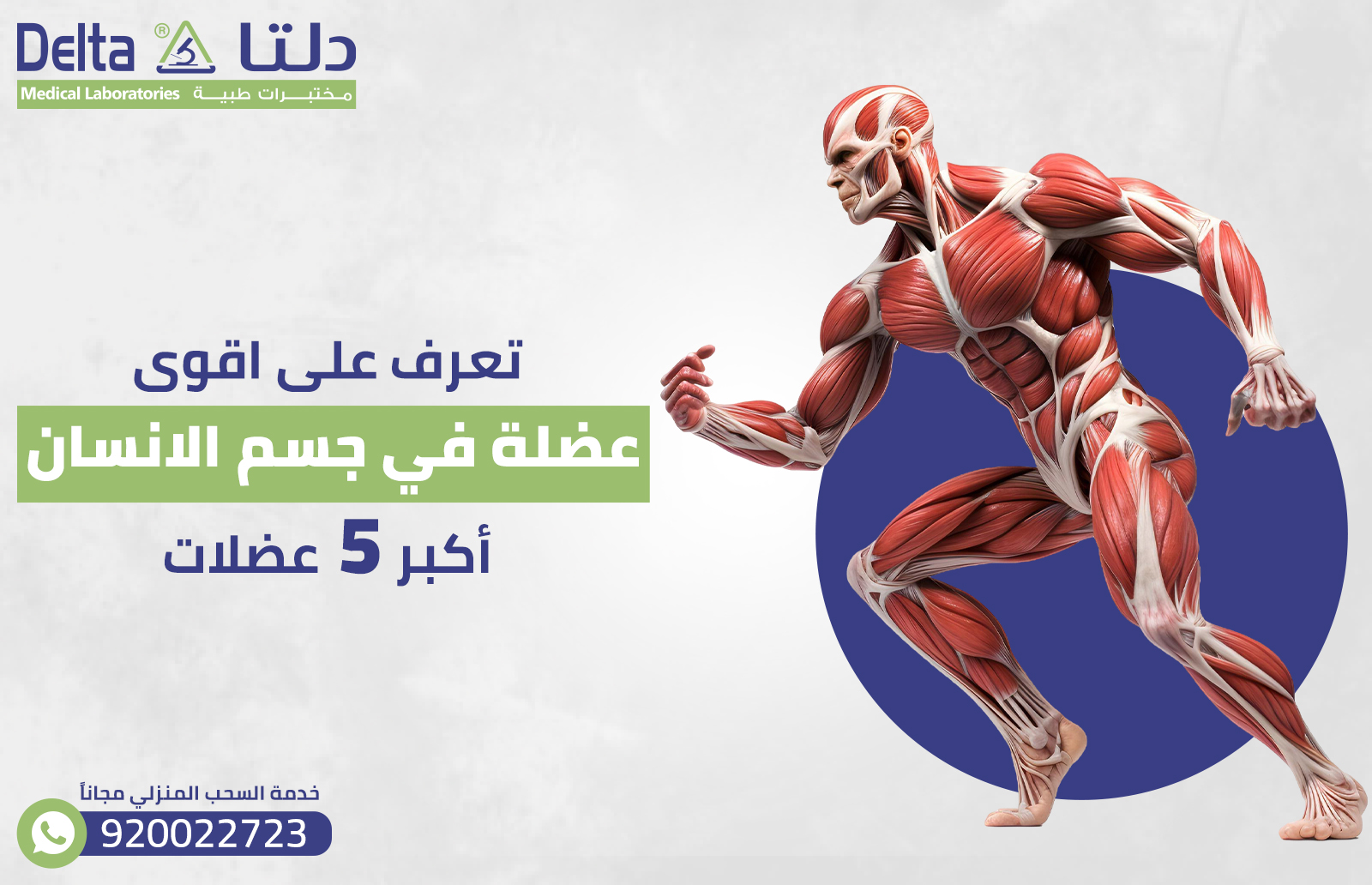 تعرف على اقوى عضلة في جسم الانسان: أكبر 5 عضلات