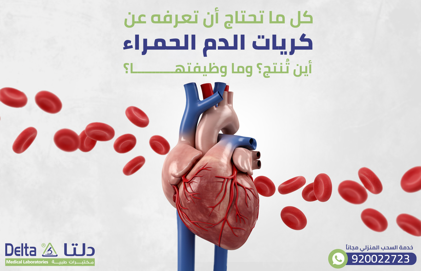 كل ما تحتاج أن تعرفه عن كريات الدم الحمراء: أين تُنتج؟ وما وظيفتها؟