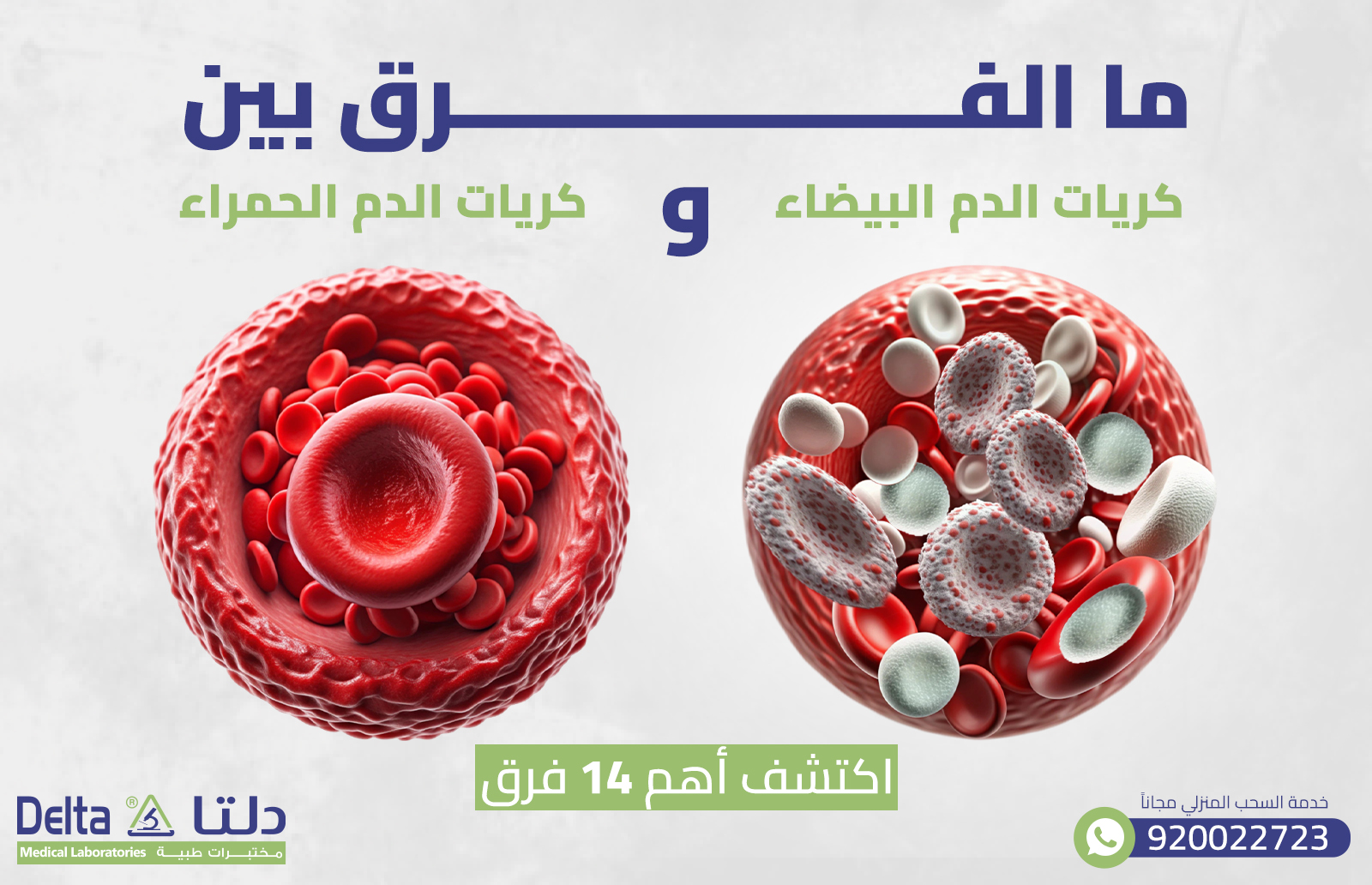 ما الفرق بين كريات الدم البيضاء والحمراء ؟ اكتشف أهم 14 فرق